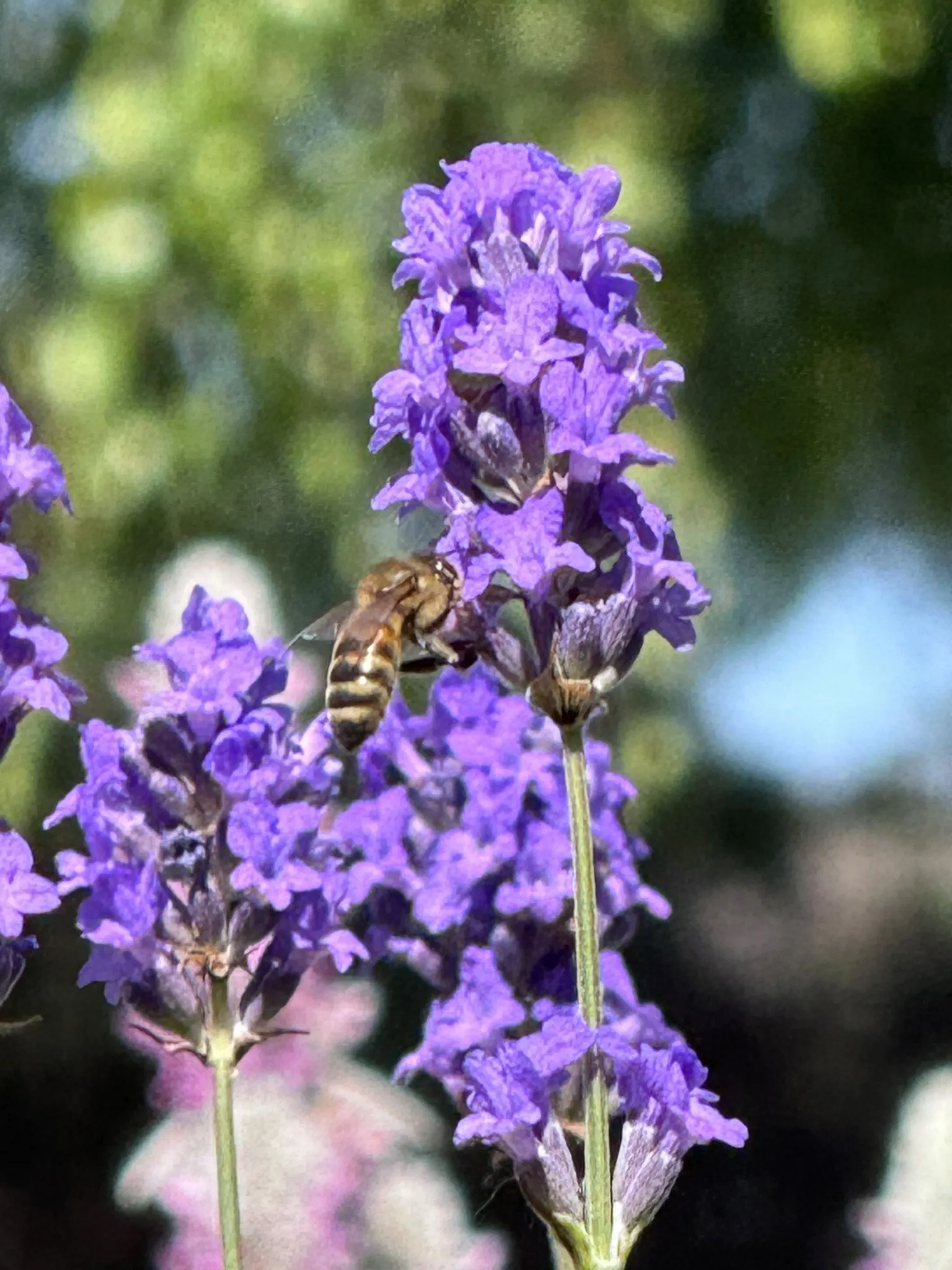 A honeybee on a sprig of lavender
